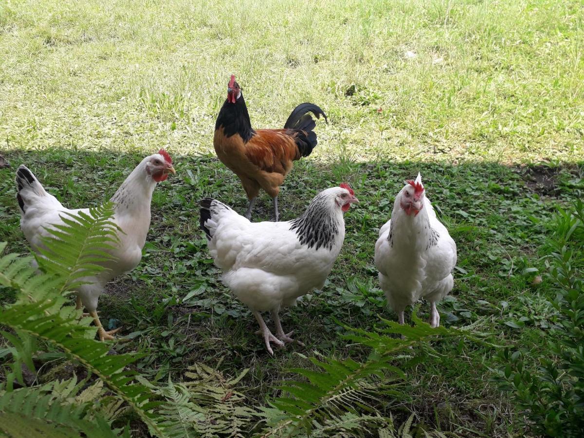 Ferienwohnung Bergzeit Oberwössen Buitenkant foto